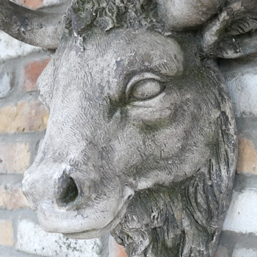Cow Head
