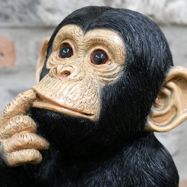 Finger In Mouth Monkey