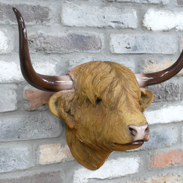 Highland Cow Head