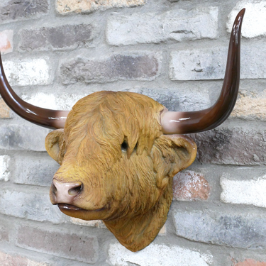 Highland Cow Head