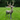 Standing Stag