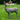 Standing Deer