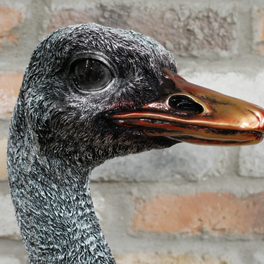 Emu Bust