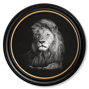 Wildlife Photography - Lion - Round Frame