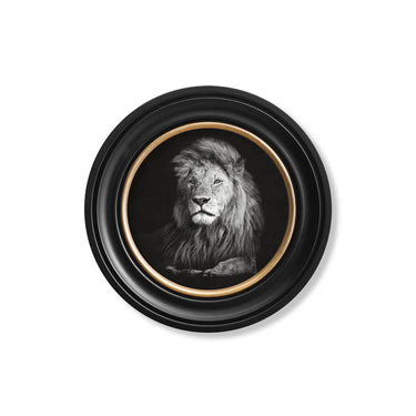 Wildlife Photography - Lion - Round Frame