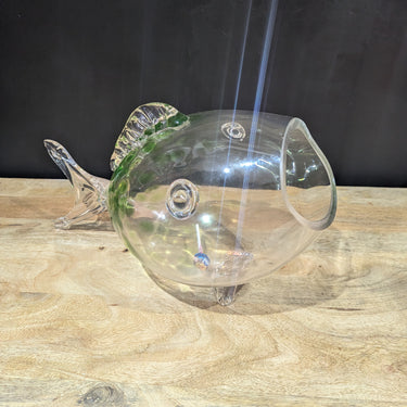 Big Mouth Glass Fish