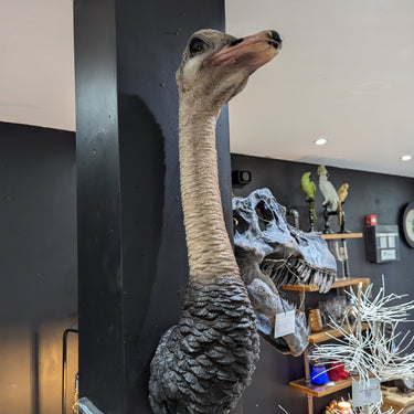 Ostrich Head Wall Figure