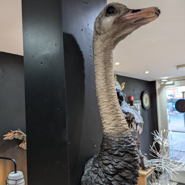 Ostrich Head Wall Figure
