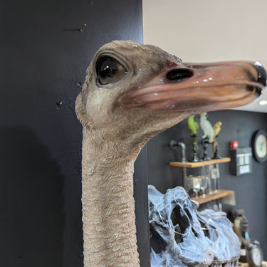 Ostrich Head Wall Figure
