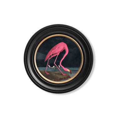 Audubon's Flamingo  Dark - Round Frame