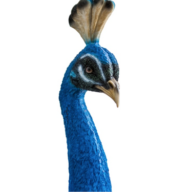 PEACOCK HEAD WALL FIGURE
