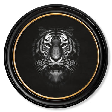 Wildlife Photography - Tiger - Round Frame